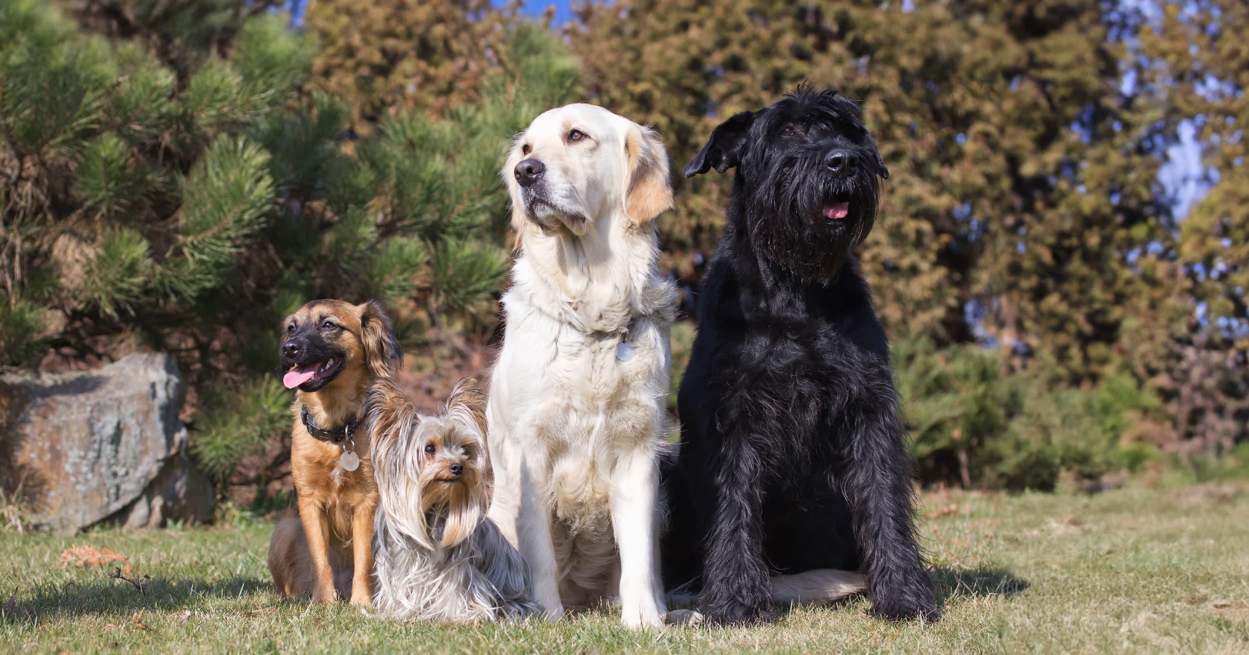 A group of four different dog breeds sitting on the grass outside in the sun.