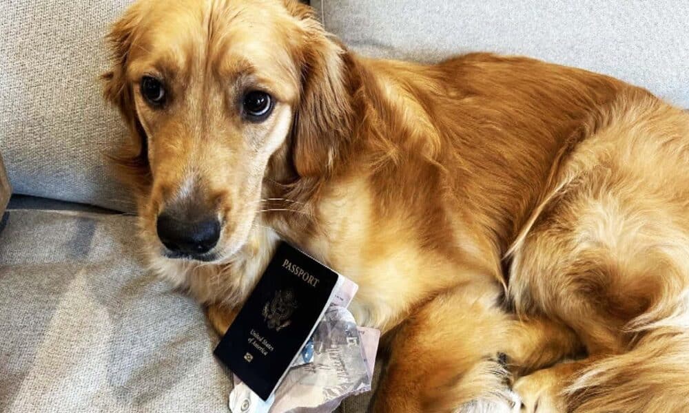 Dog Eats Owner's Passport A Week Before Wedding In Italy