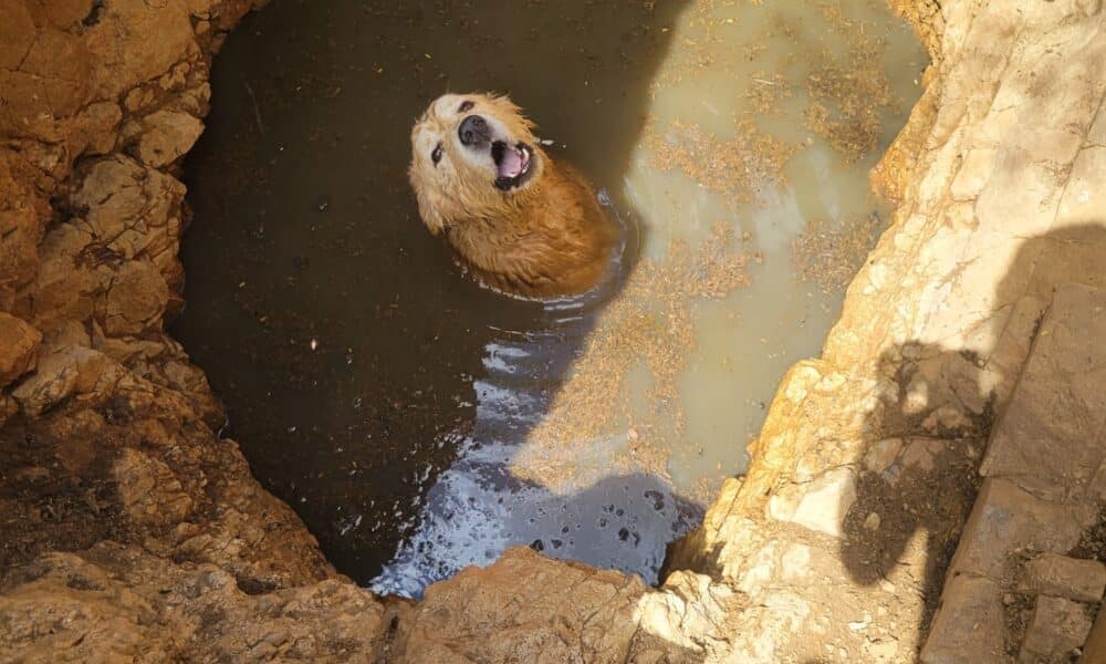 Guard Dog Who Fell Into A Water-Filled Hole Gets Rescued