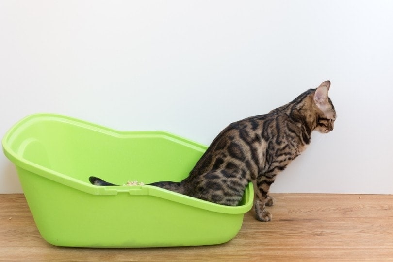 cat on a green litter tray