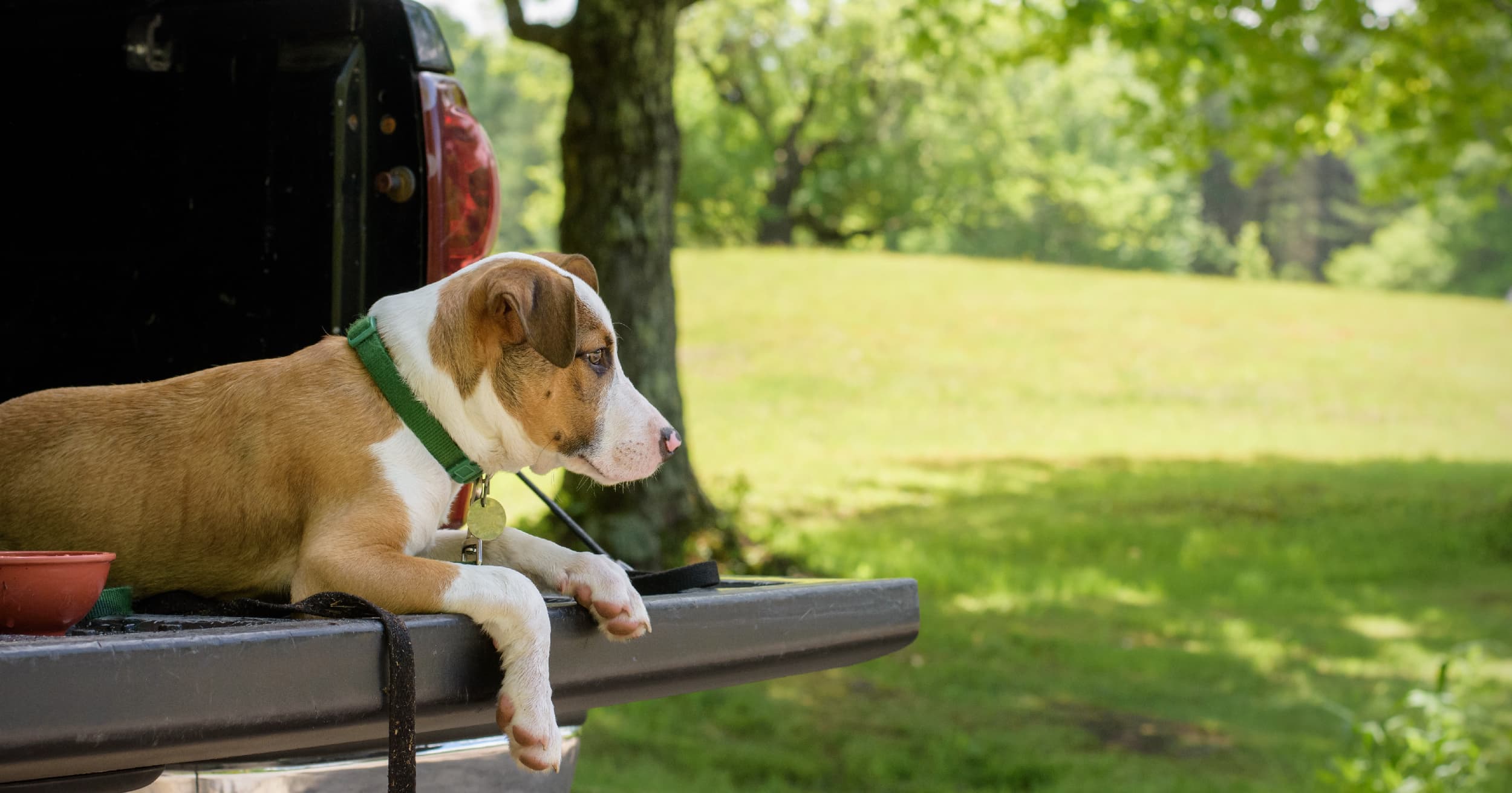 A white and tan dog lying on the tailgate of a truck at a park.