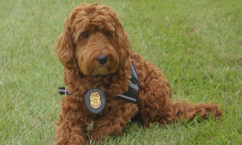 Indianapolis Police Welcomes Their New Therapy Dog, Officer Gus