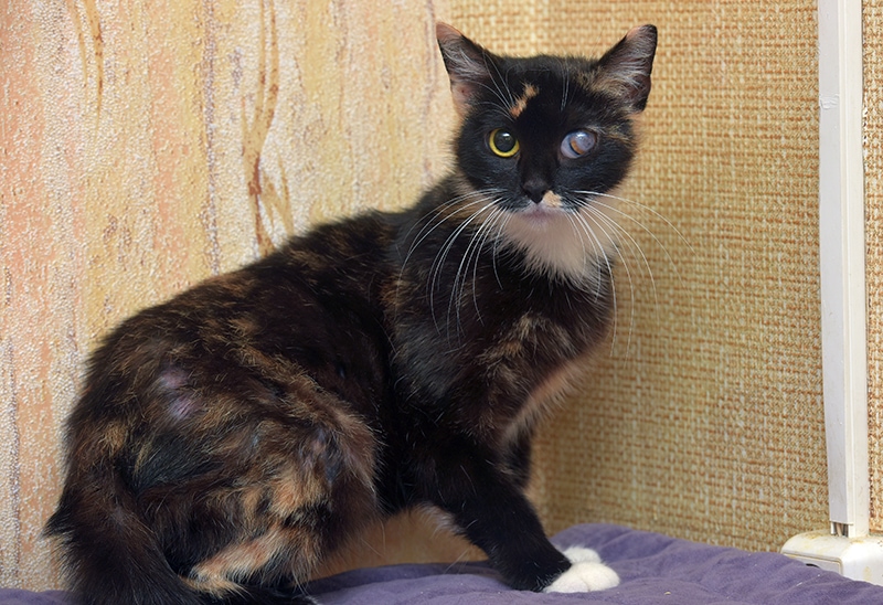 tortoiseshell cat with glaucoma in the eye sitting