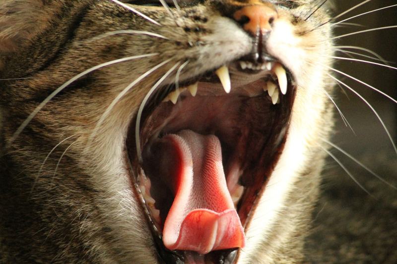 cat showing teeth