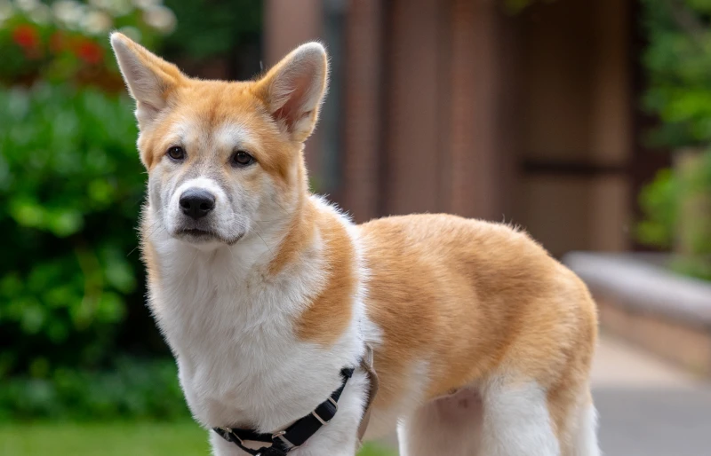 jindo corgi mixed breed dog standing on rock