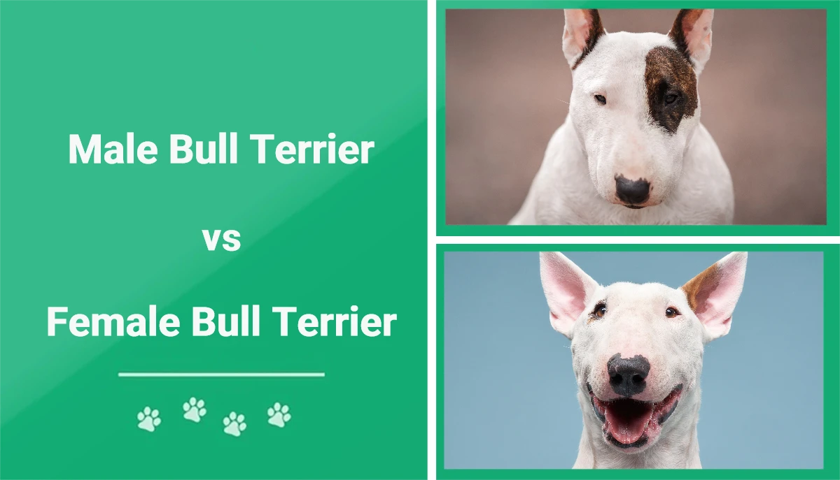 Male vs Female Bull Terrier - Featured Image