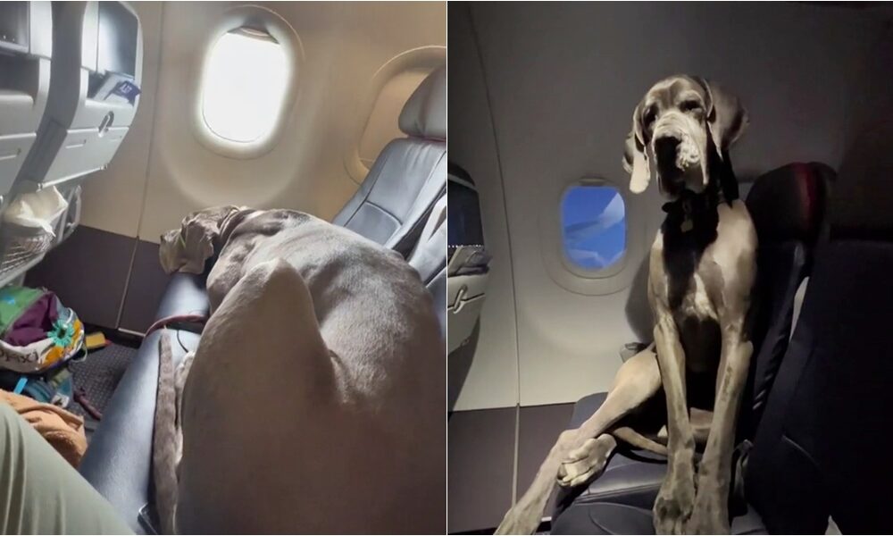 Man Books 3 Plane Tickets To Fly With His Great Dane, Leaves People "Gobsmacked"