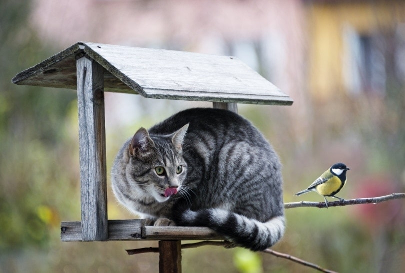 cat hunting bird