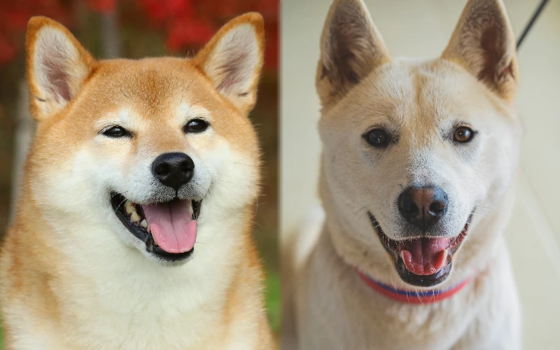 Parent breeds of Shiba Jindo Mix