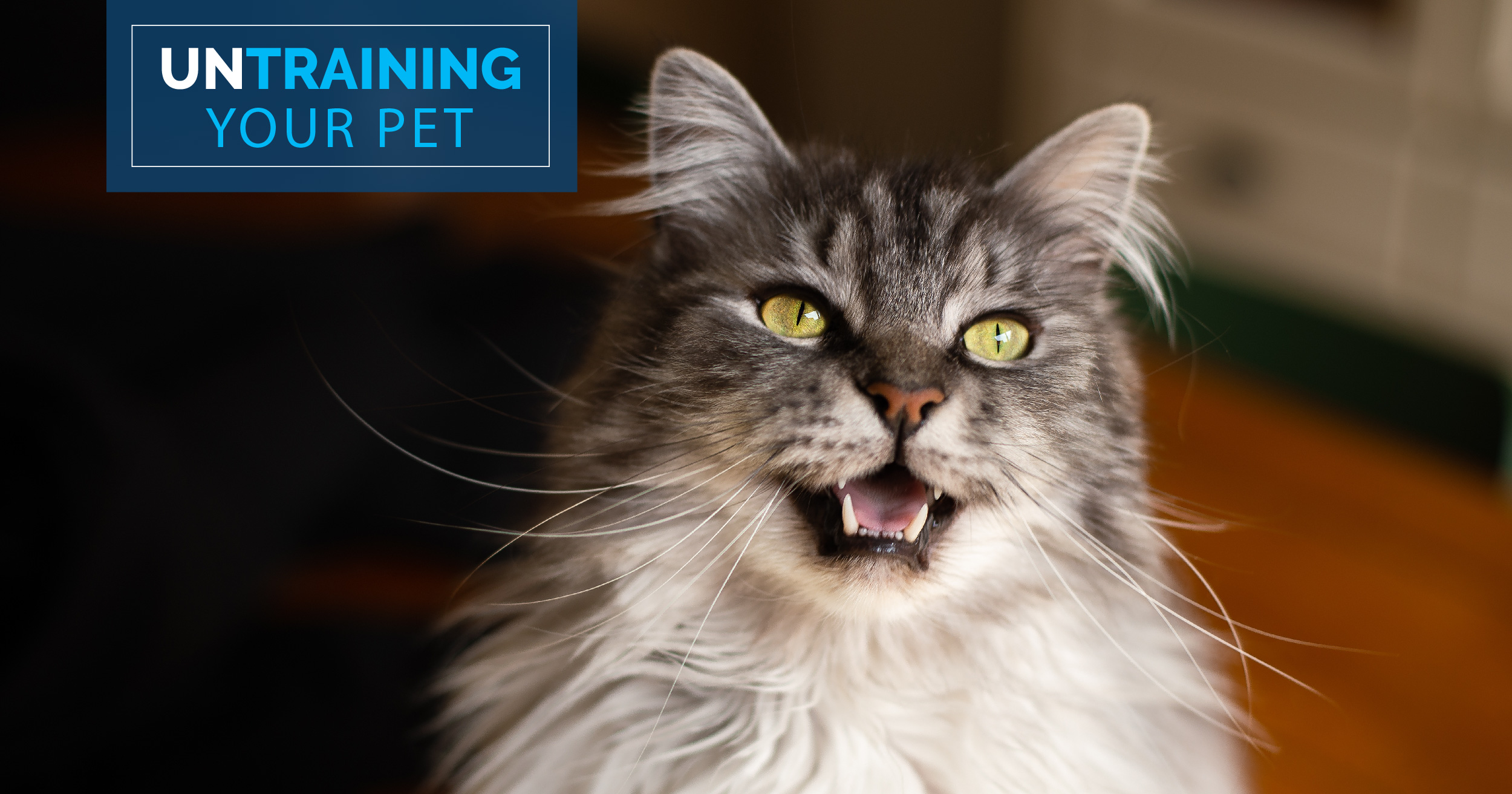 A gray, black and white cat meowing.