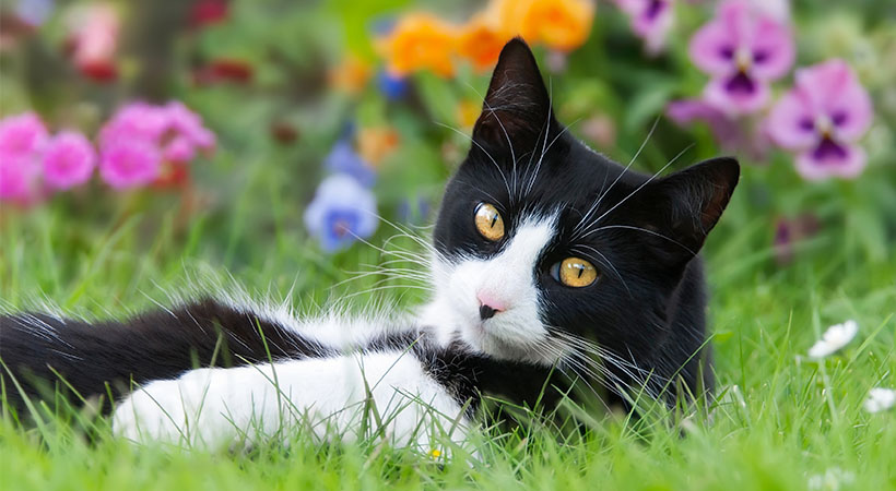 Black and white cat lying outside