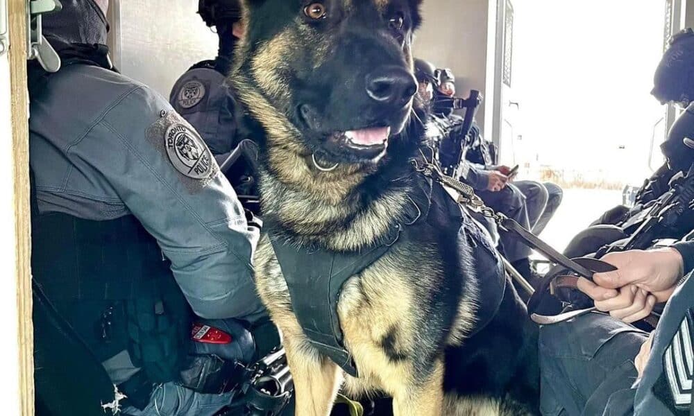 Toronto Police Holds Procession To Honor K-9 Killed In The Line Of Duty