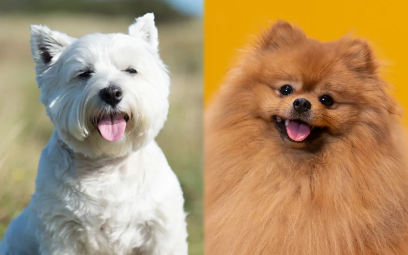 Parent breeds of the Weeranian (Westie Pomeranian Mix) - Featured Image