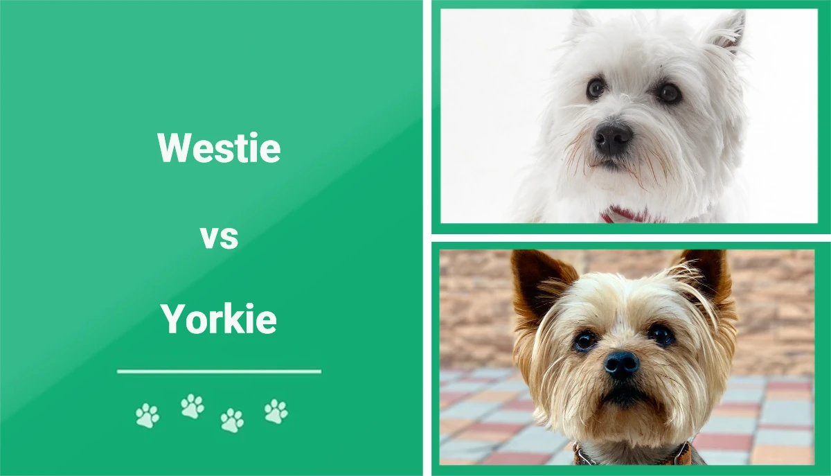 Westie vs Yorkie - Featured Image