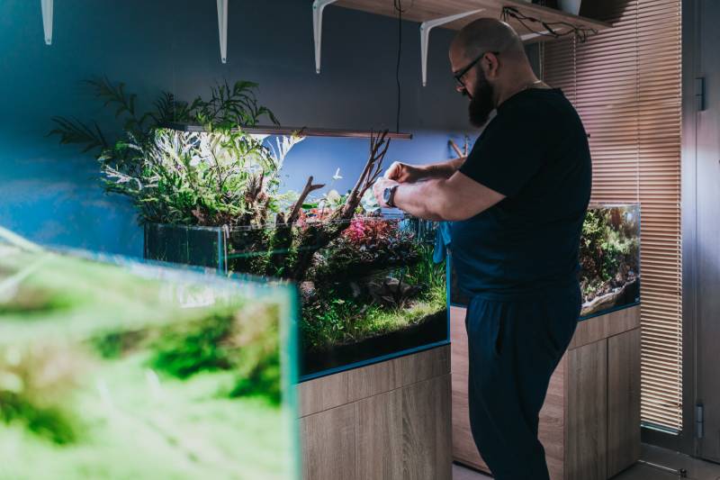 Male worker in aquarium showroom feeding fishes