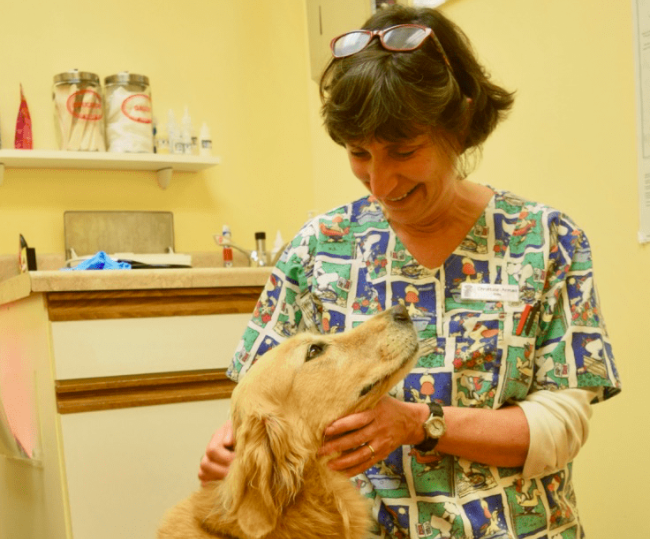 Honey the golden retriever looks lovingly at her veterinarian, Dr Armao.