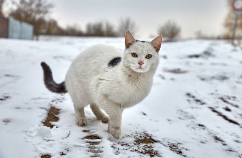 feral cat out in the snow during winter