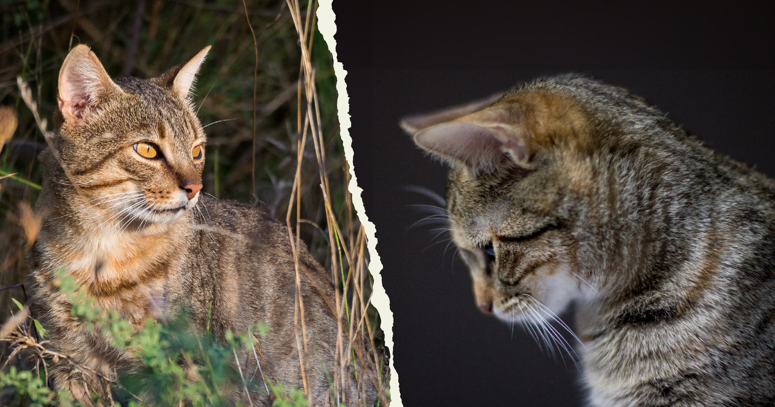 A split image of an African wildcat standing in tall grass and a domestic cat with its head down.