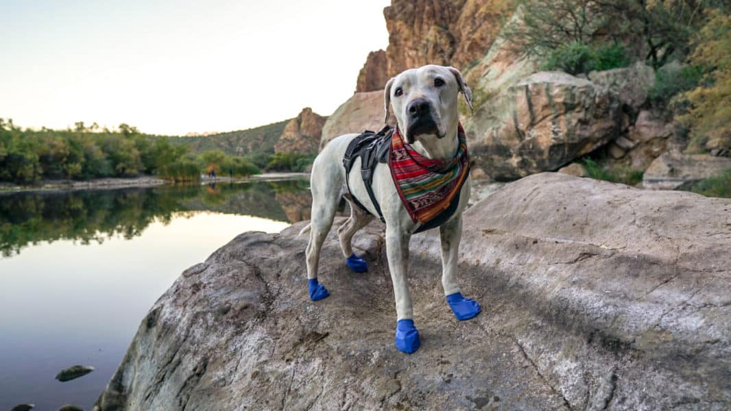 Which Dog Boots Are Best For Your Dog?