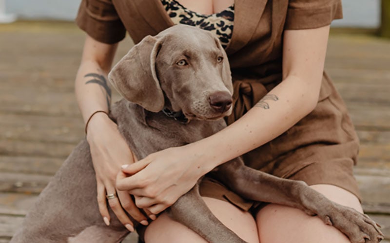 weimaraner dog sitting on owner