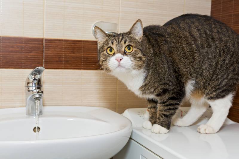 cat inside the bathroom watching someone