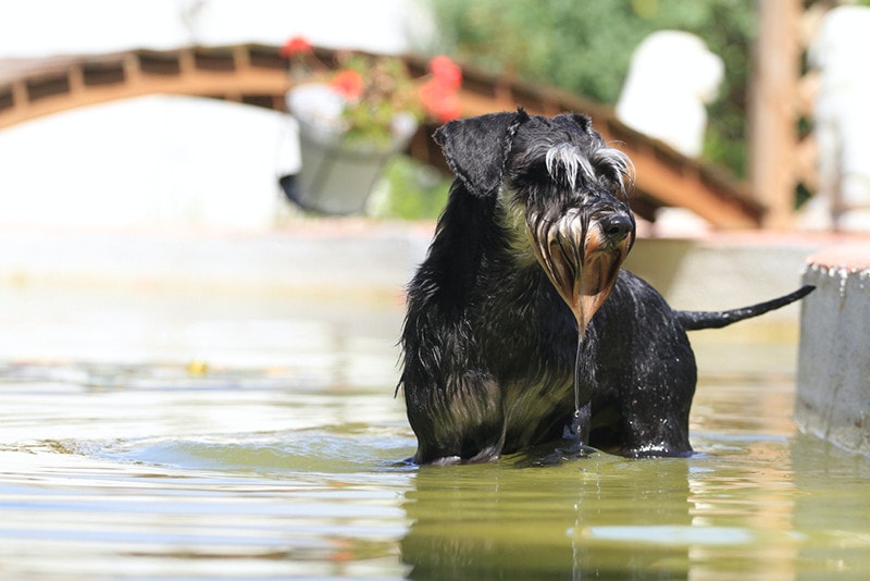 dog wet in water miniature schnauzer