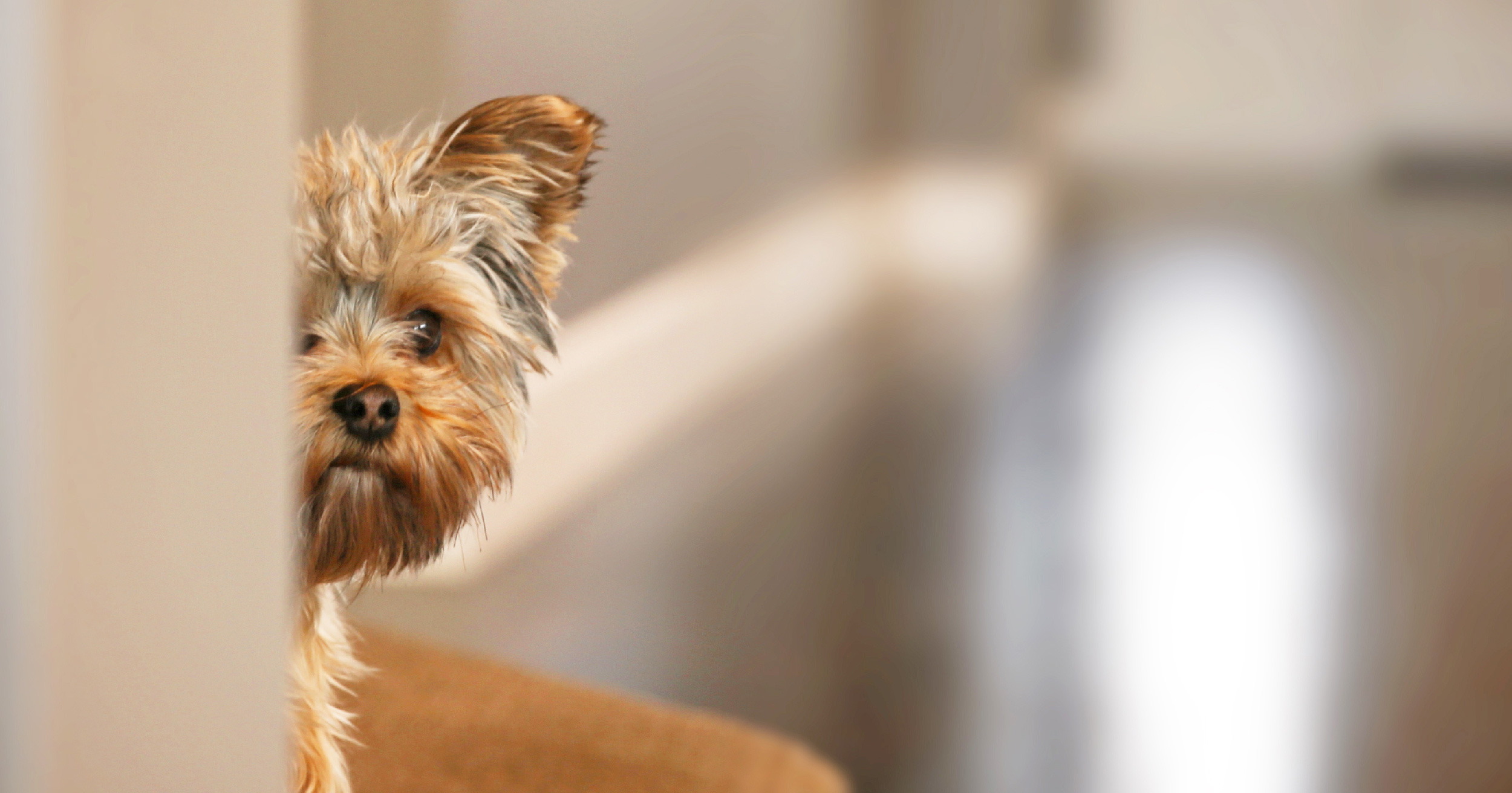 A small brown dog peeking out from behind a corner.