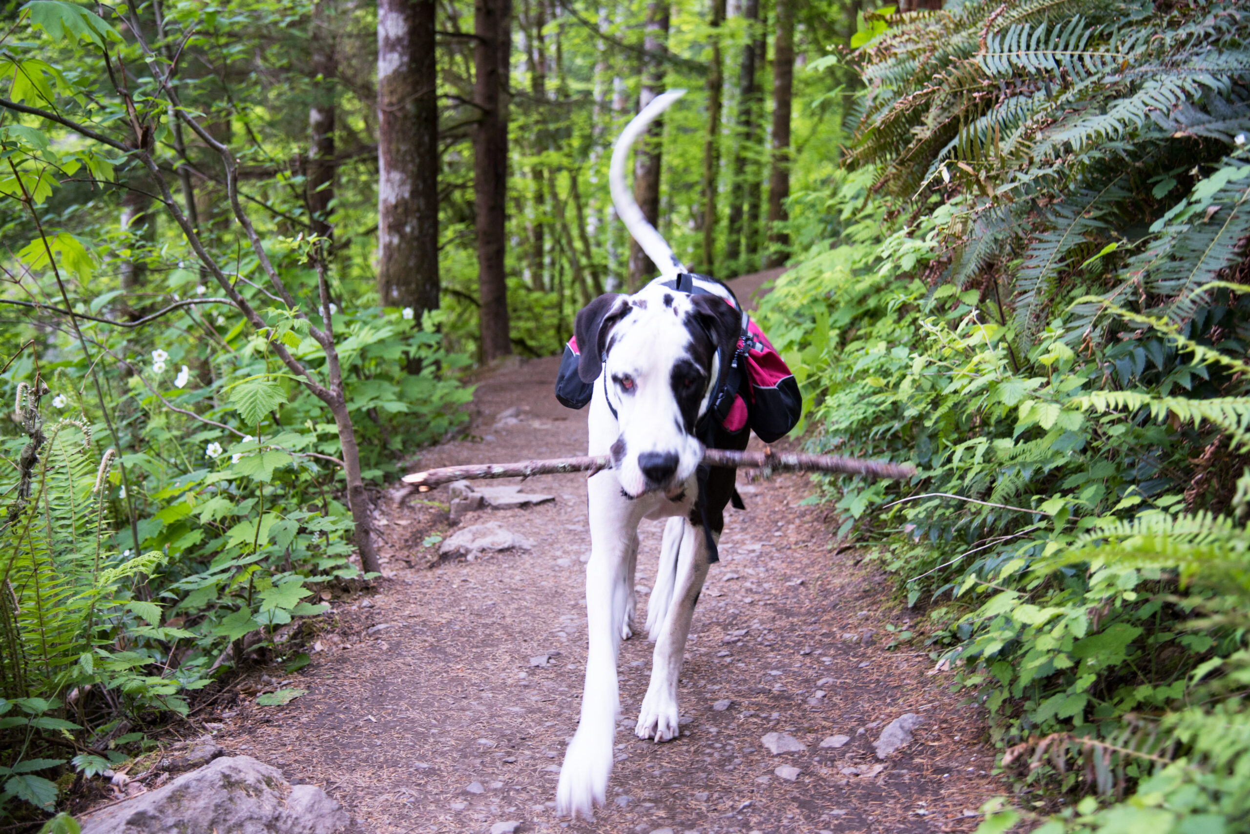 Choosing the Best Backpack for Your Canine Companion