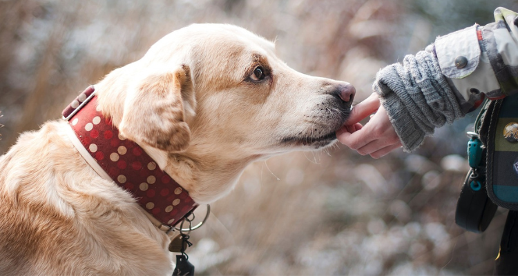 Dog Breeds