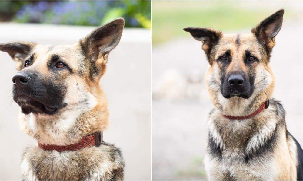 Abused Calgary Dog Now Adopted By Man Who Reported The Abuse