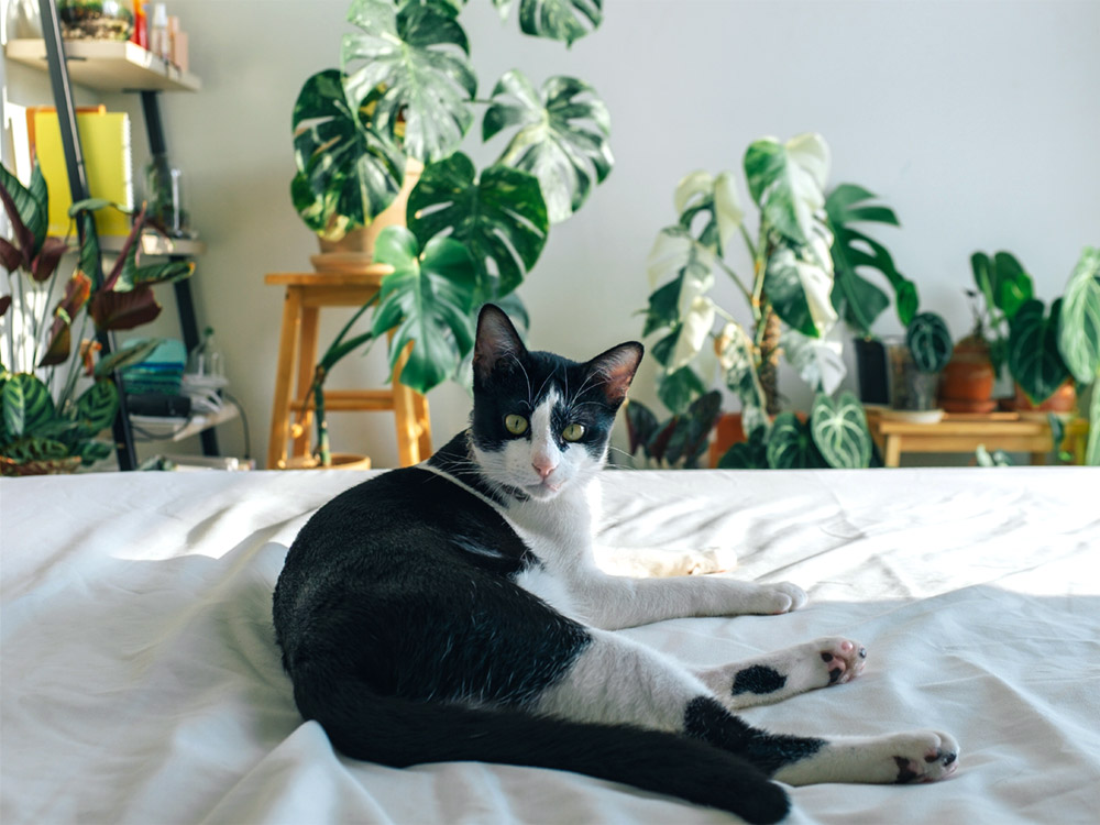 tuxedo cat lying one cat-friendly bed