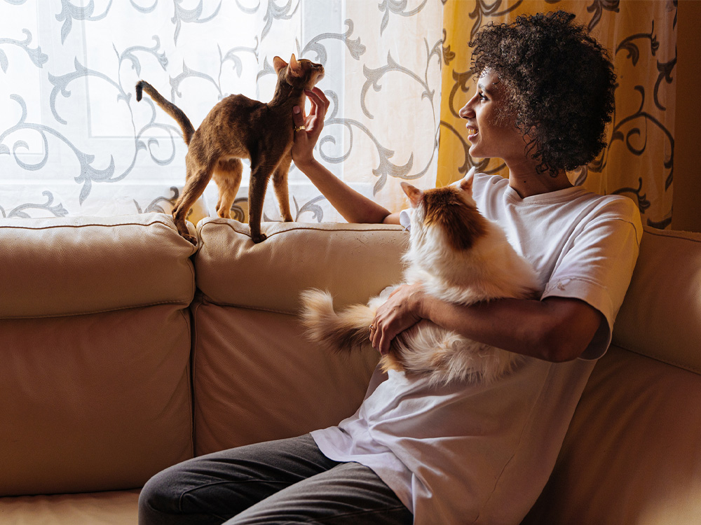 woman introducing her fluffy cat to kitten