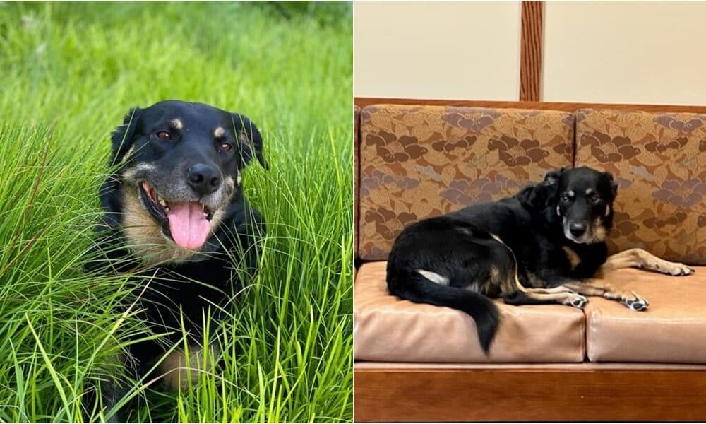 Dog Who Repeatedly Sneaks Out Of Shelter To Visit Nursing Home Gets Adopted By The Facility's Staff