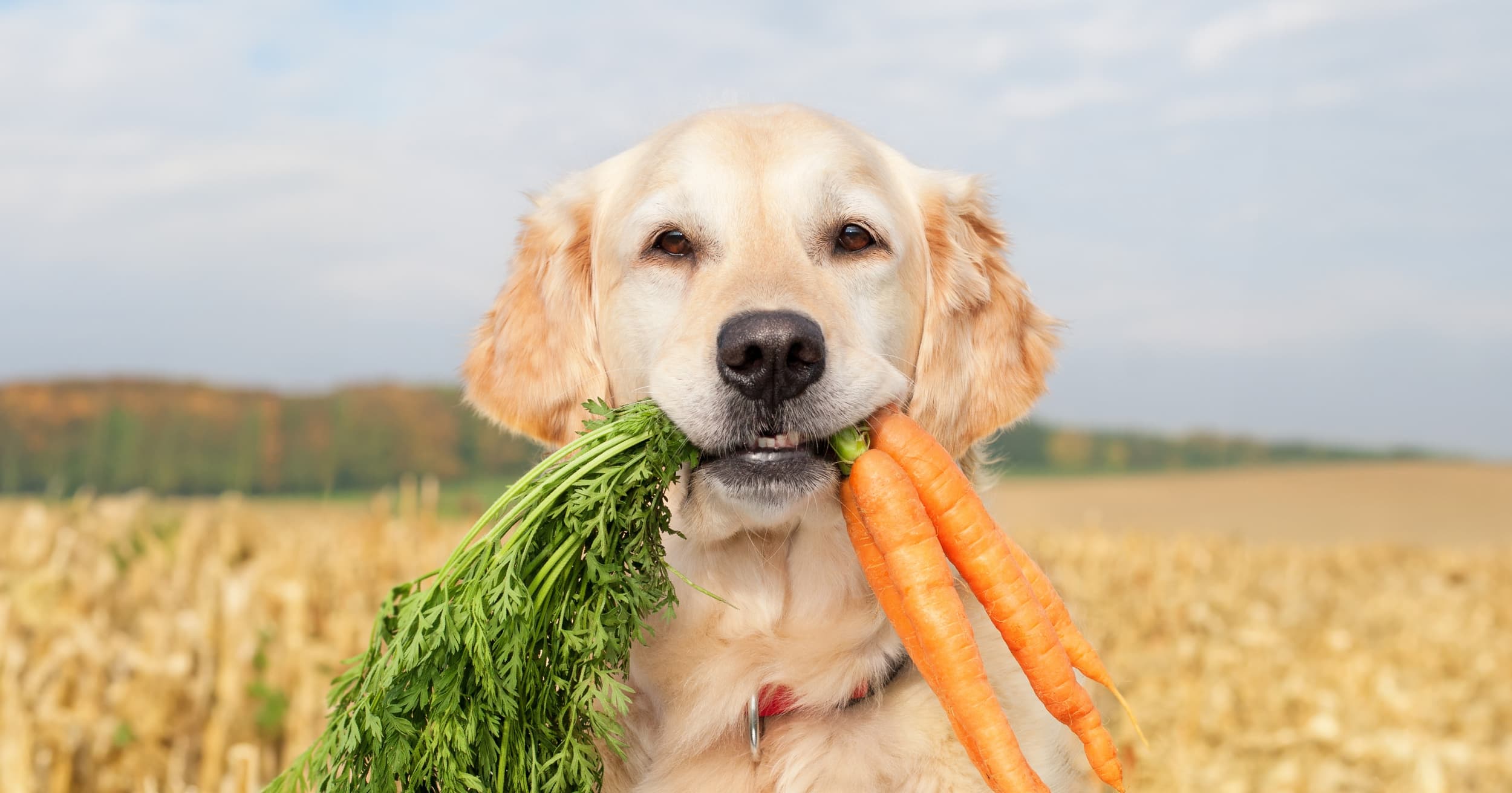 A dog holding a bunch of freshly grown carrots in its mouth.