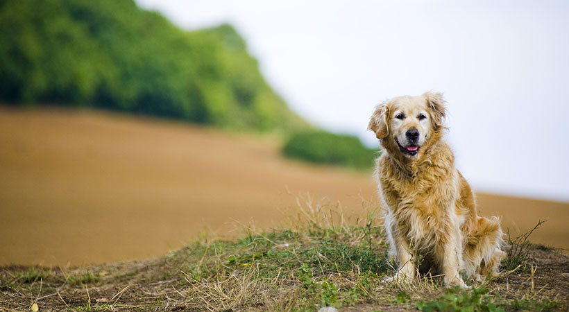 Senior Golden Retriever enjoys the outdoors