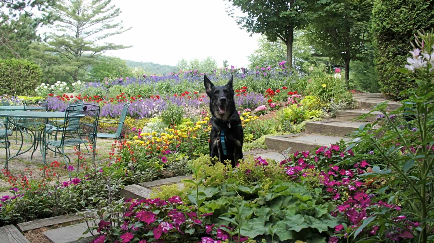 Black German Shepherd at pet friendly Topnotch Resort and Spa in Stowe, VT