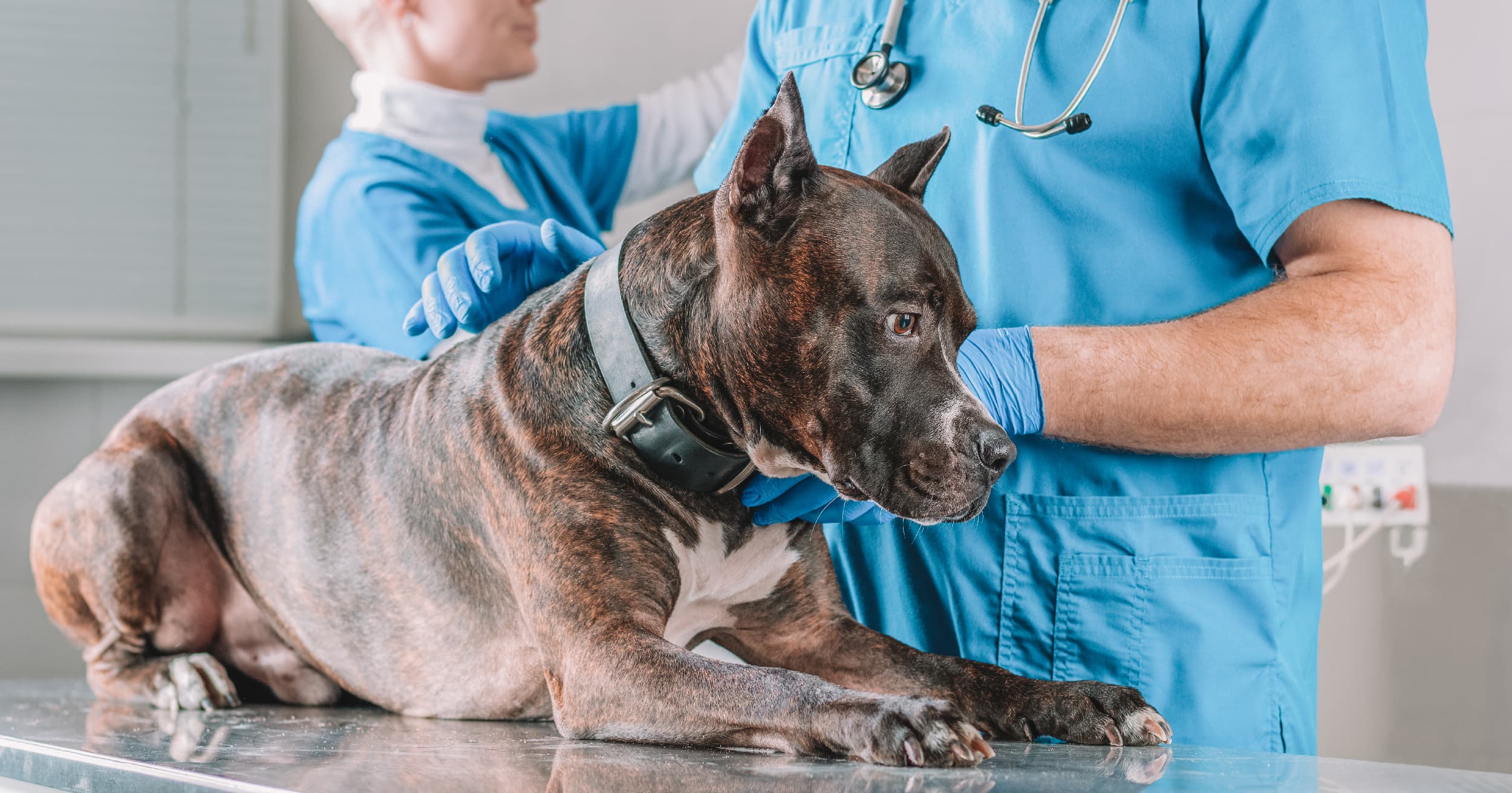 A dog lying down on a table being examined by a doctor at the veterinarian’s office.