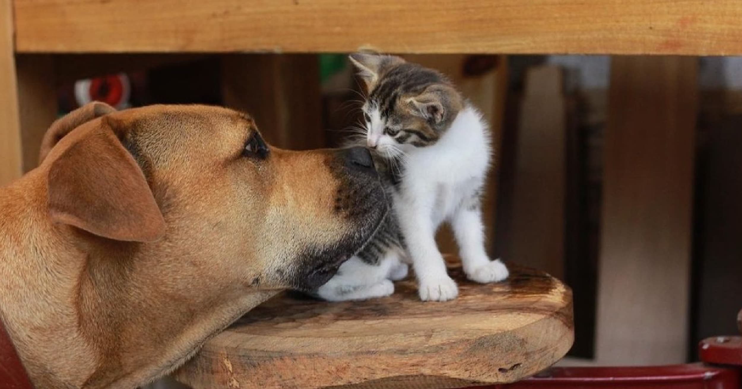 A close-up of Leo the dog touching his nose to a small kitten.