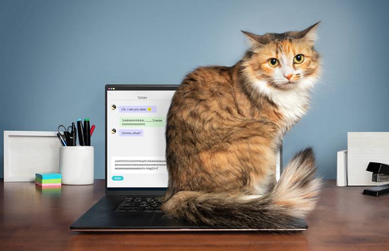 fluffy cat sitting on a laptop