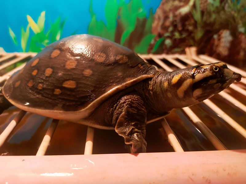 pet turtle basking under the light in aquarium