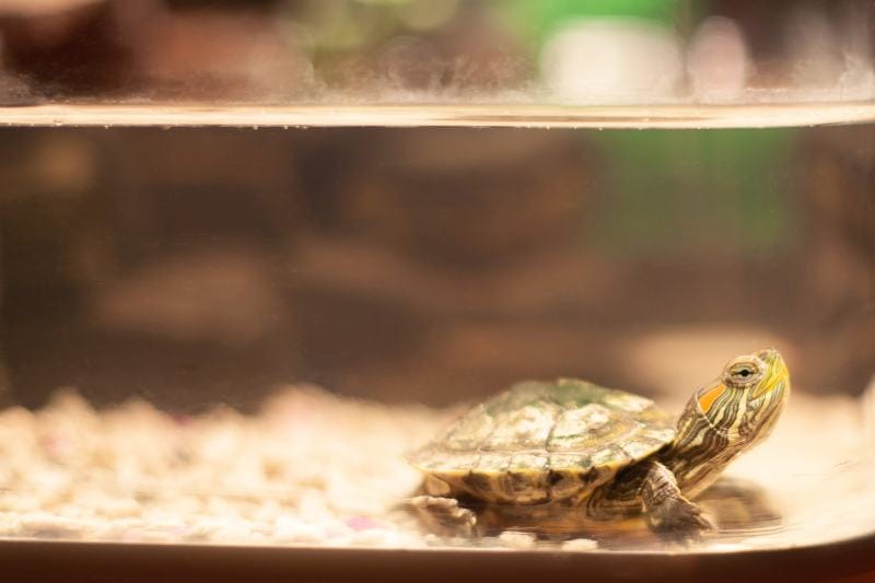 Red eared slider turtle inside the aquarium