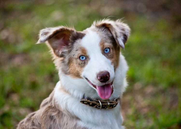 blue eyed Australian shepherd_eather Skau_shutterstock_