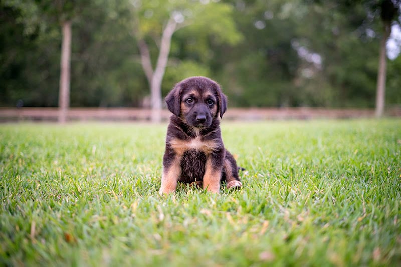 german shepherd bloodhound mix puppy at the park