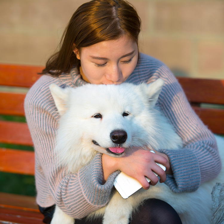 Woman kissing fluffy samoyed dog