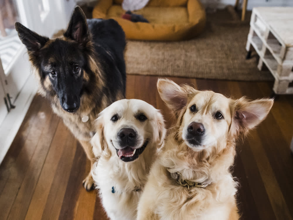 three fun loving dogs smiling at camera