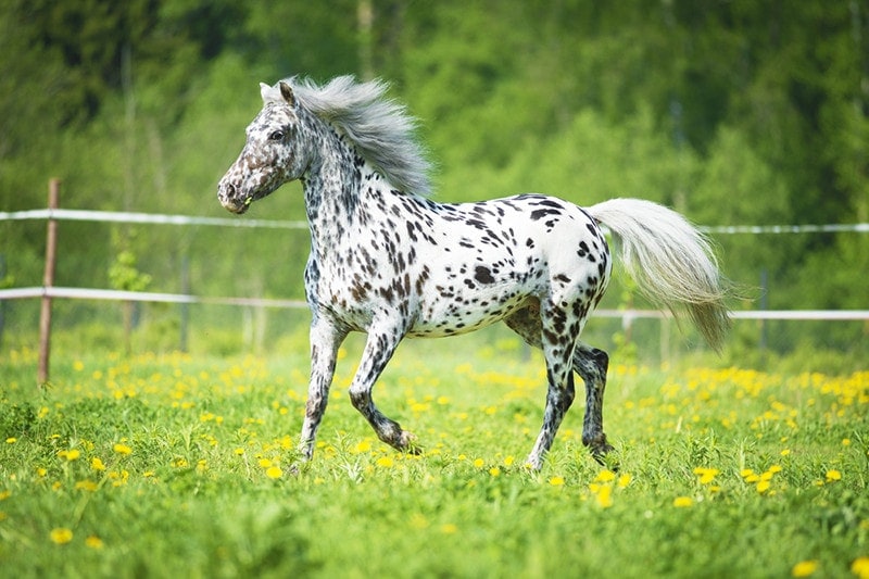 Appaloosa horse runs trot on the meadow in summer time