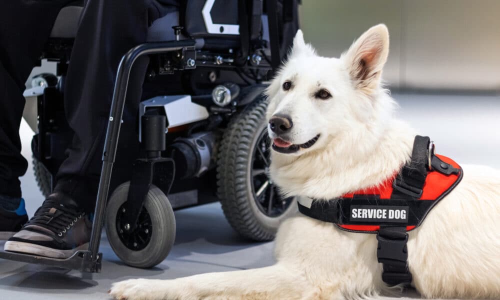 6 Of The Best Service Dog Breeds