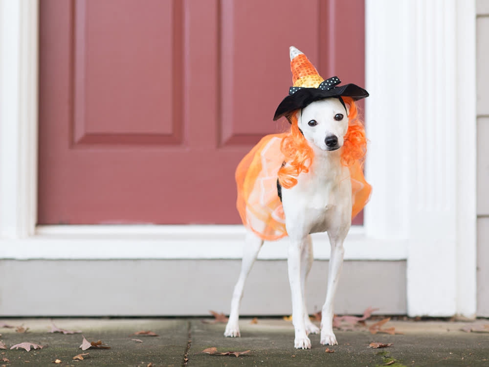 Dog on doorstep on halloween wearing costume