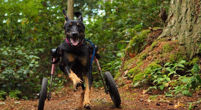 Hiking with a handicapped dog