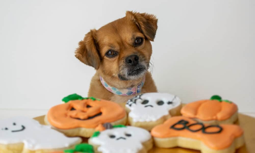 7 Halloween Dog Treats That Are Scary Good